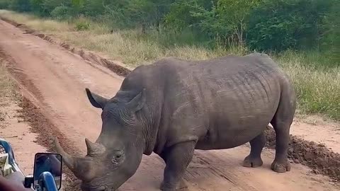 I'm the Rhino. Any sudden move, and she gets it