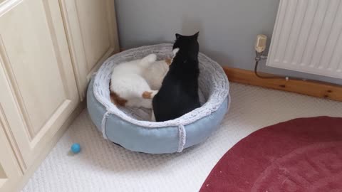 Cats Fight Over Bed