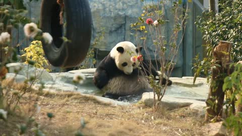 The giant panda