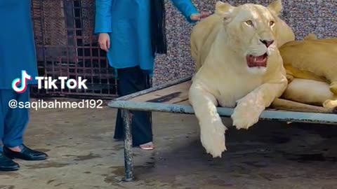 Lion King #petslover #lionslover