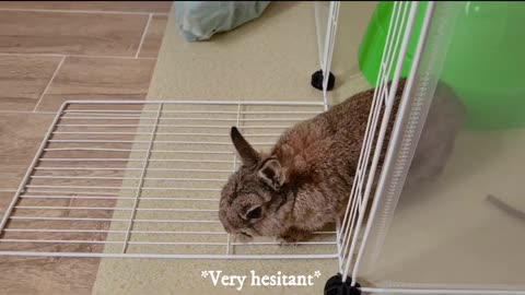 Getting a Bunny in Singapore 🇸🇬 | Netherland Dwarf @ 4 months old | Playpen setup