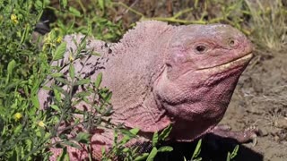 ¿Ha visto iguanas rosadas? Observan por primera vez sus crías en Galápagos