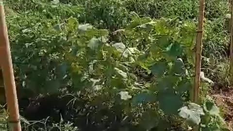 The Rice and Vegetable field