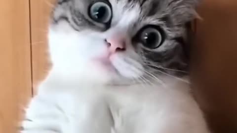 Cat-titude overload: Hilarious new meme captures feline sass like never before!"
