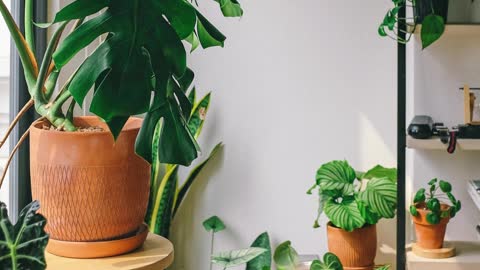 Green Potted Plants