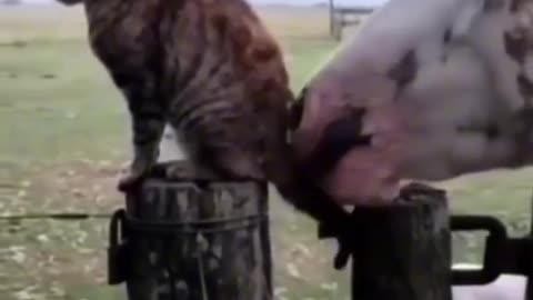Funny animals video 😂😂😂😂