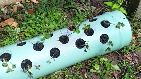 Strawberry Planter Experiment 2