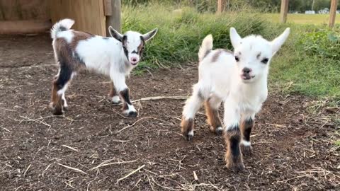 Dolly and Dixie, baby goats at Dancing Goat Farm in Ringgold Georgia
