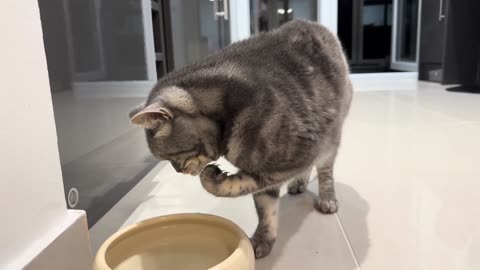 Cat Drinks Water With His Paw