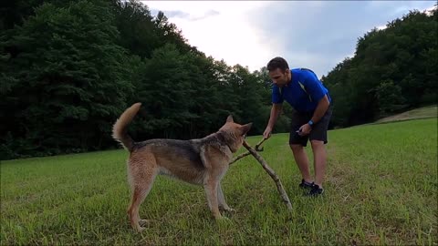 A Dog Grabbing Sticks With Its Mouth