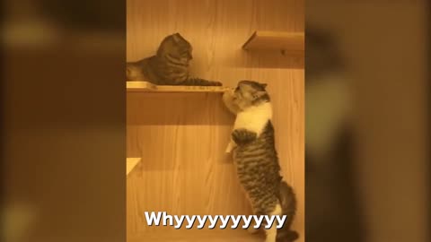 Cat Fighting really funny video......