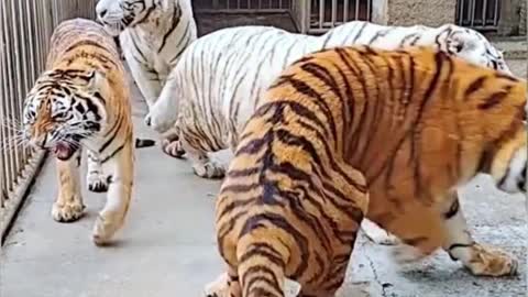 Is this getting ready for lunch? A group of tigers came out of their cage
