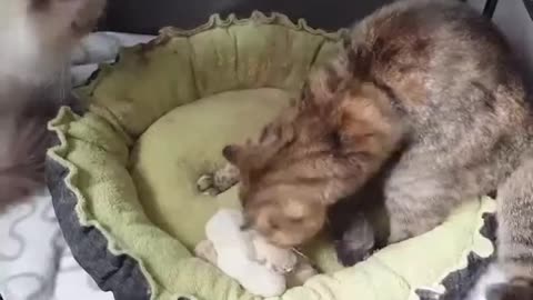 British Longhair cat giving birth