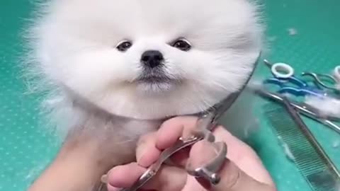 cute & funny dog