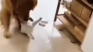 funny videos of cats and dogs