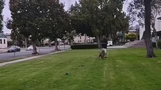 DOG CATCH UNBELIEVABLE PASS Right Out Of The Air!