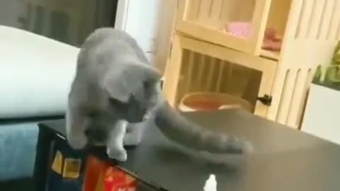 A well-trained Cat