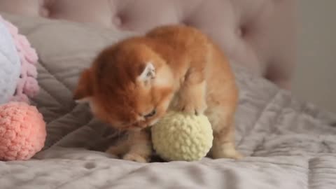 Once upon a time there was one cutest kitten... --(1080P_HD)