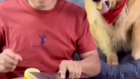 The man gives lemon to the dog and the dog shows this reaction