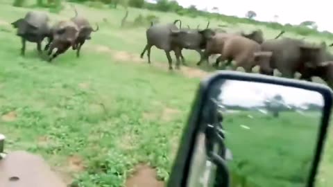 Wild Animals Video