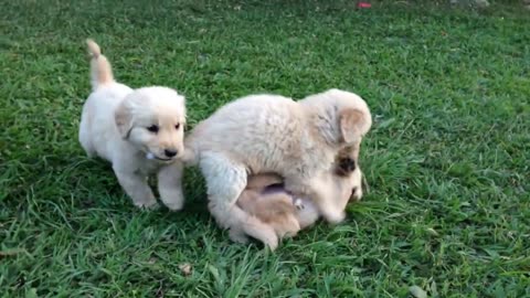 Playful pupies