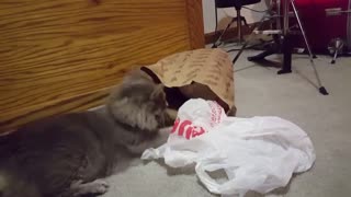 Funny cat video!!! Bag of Cats Wars - Fina Vs. Mavis