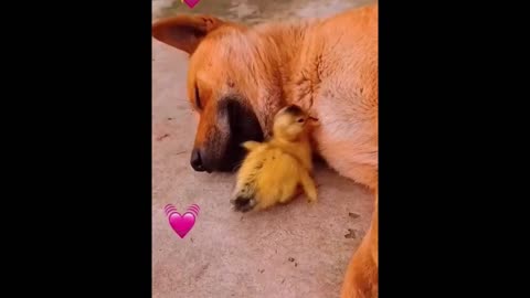 The dog loves chicks, ducklings and the hen beats him, yet he cares about them