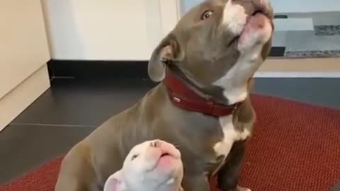 Big AwOoOOo and little awoo Funny Dog