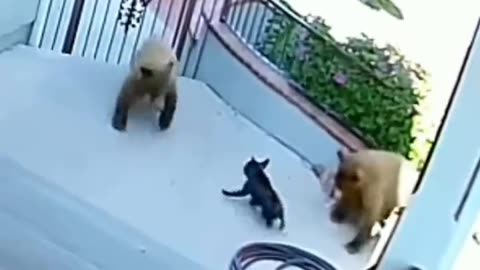 Pug Chases Away Bears