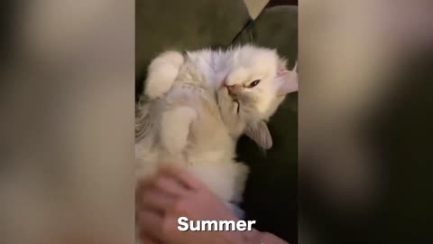 Sleeping cat Funny Video... cat is sleeping..