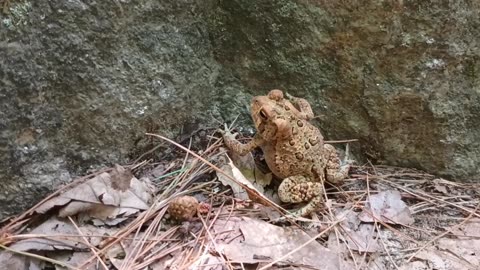 American Toad