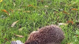 Hedgehog Has His Dinner