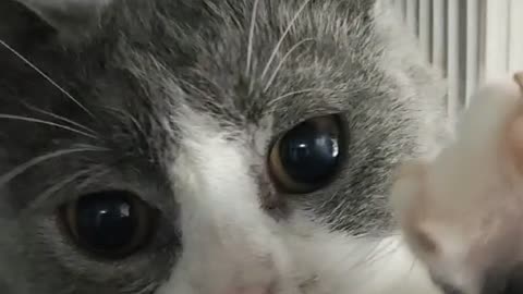 This cat has big eyes