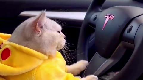 Cat driving a car 🤣 cat funny video 🤣🤣😅 #cat #funny #funnyvideos