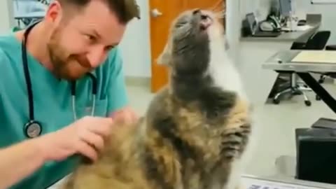 The veterinarian knows the secret points