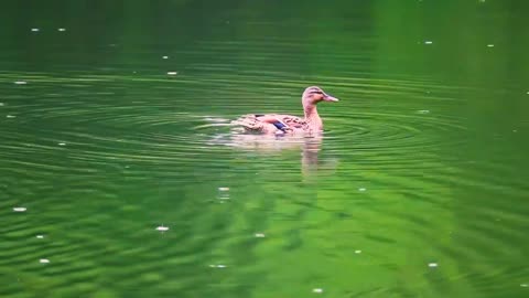 Mallards