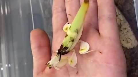 orchid mantis growth process, this way appearance level ups and downs ah