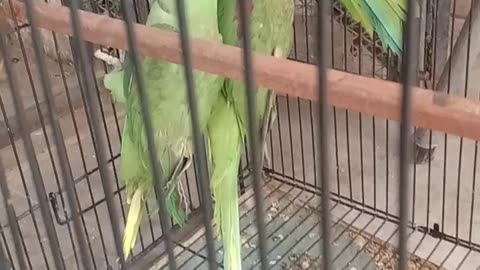 Green ringneck Talking parrots