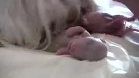 Puppy Born Feet First!