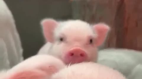 Cute piglets to start the day