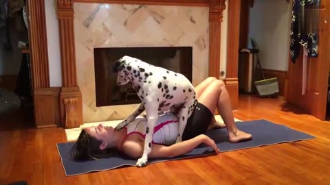 Dalmatian Interrupts Yoga Session "Can I play, too?" | Dogs Are Cute |