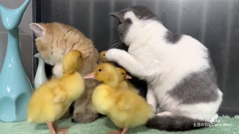 In the evening, the kitten stroked the duckling gently. they often play together