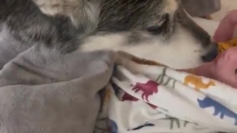 Loving Husky Gently Tucks In Newborn Baby