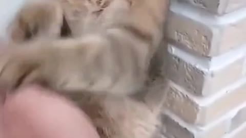 Cute karate cat