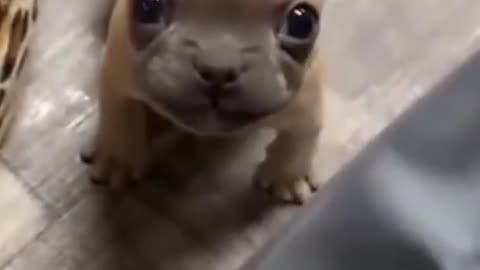 Adorable Baby Pug TALKS back to Owner! Funny Pug Videos