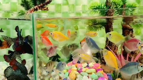 CUTE ANIMAL VIDEO 🥰 FISH, STARFISH, GLOFISH, TURTLE, MANFISH, OCTOPUS