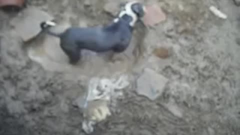 Mud Puddle Pitbull, Caught on Camera