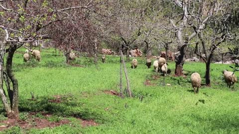 Hindi Sesi , Kuzu Videoları , Hindi Sesi gulu gulu , Komik Kuzular , Çiftlik Hayvanları