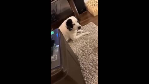 Try Not To Laugh Dogs And Cats 😁 - Funniest Animals Video 2024 🐧 Part :- 84