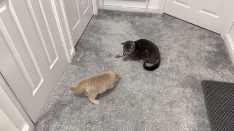 New Kitten Intimidates Cat(3)